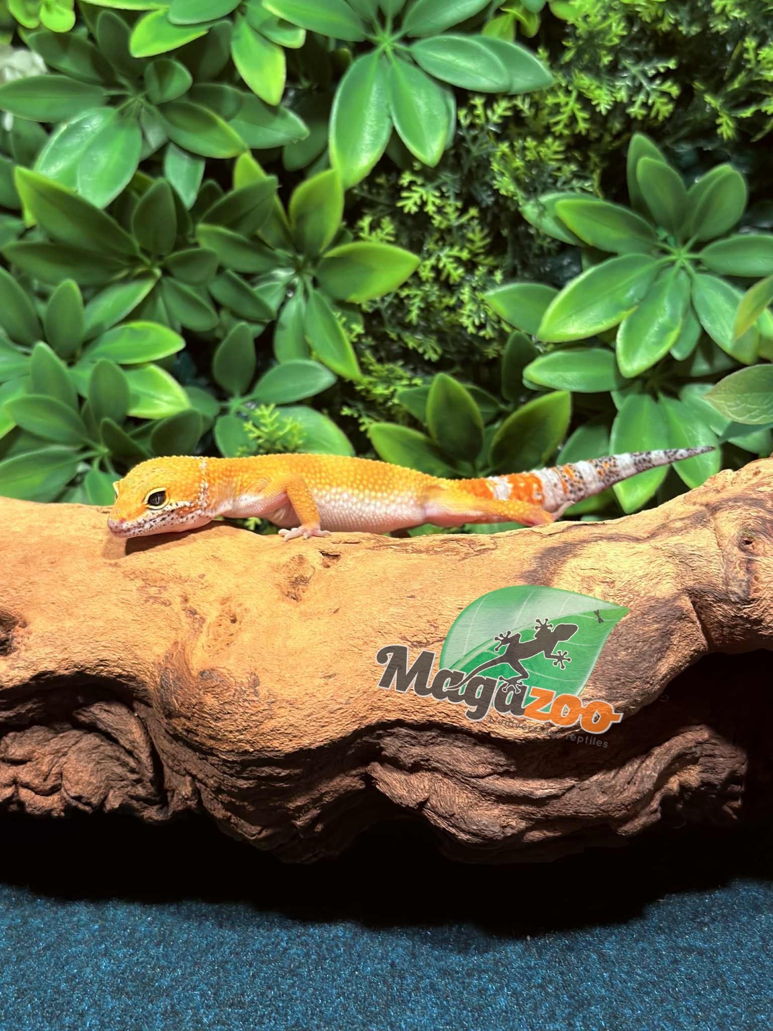 Magazoo Gecko léopard Tangerine Emerine Mâle 20/9/25