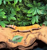 Magazoo Gecko léopard Tangerine Emerine Mâle 20/9/25