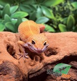 Magazoo Gecko léopard Tangerine Emerine Mâle 20/9/25