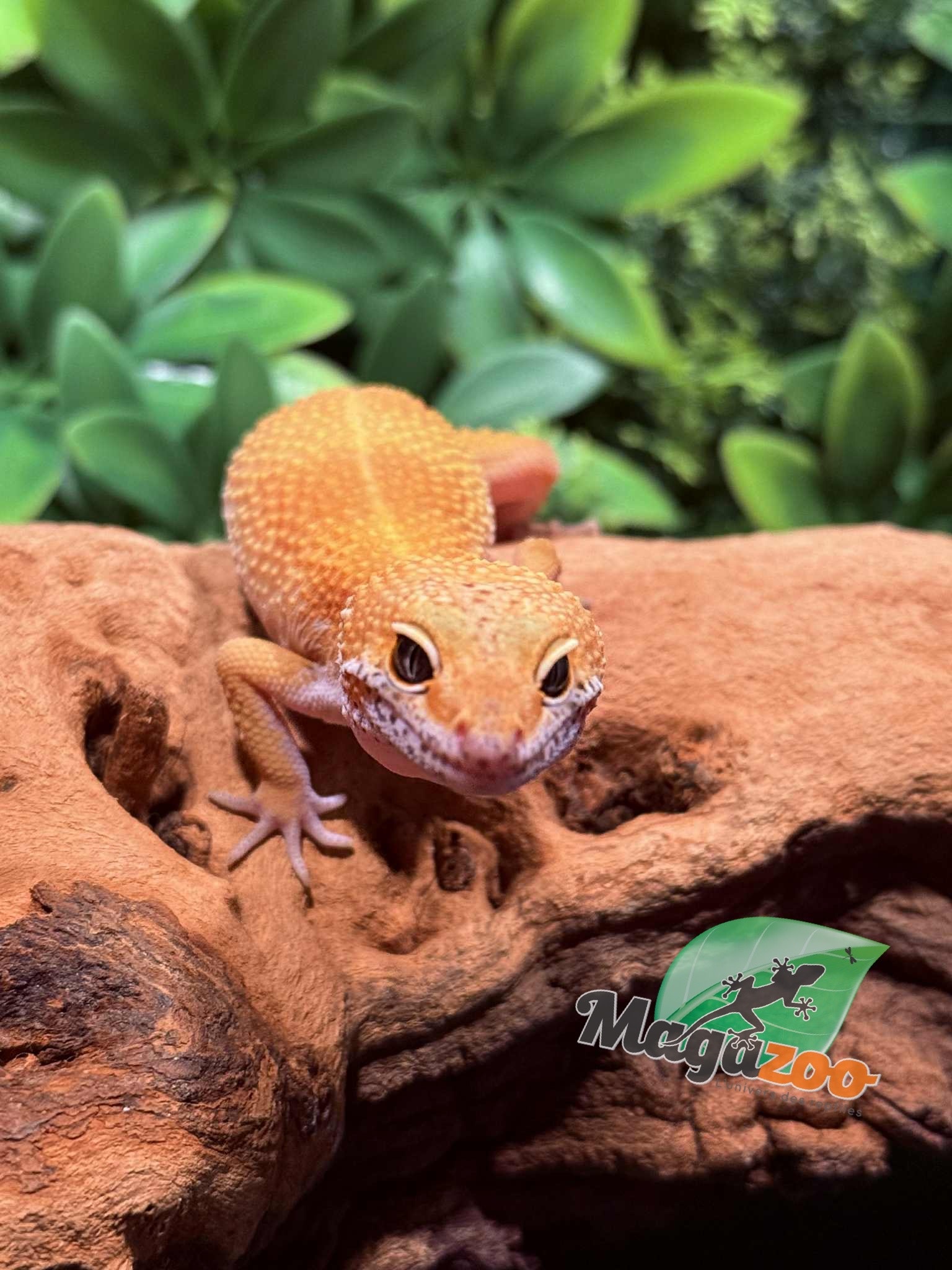 Magazoo Gecko léopard Tangerine Emerine Mâle 20/9/25