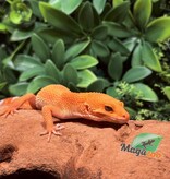 Magazoo Tangerine Hypo Carrot tail Baldy female Leopard gecko 08/06/25