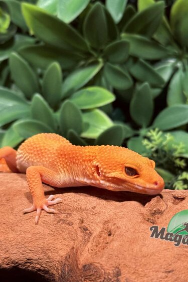 Magazoo Tangerine Hypo Carrot tail Baldy female Leopard gecko 08/06/25
