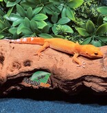 Magazoo Gecko léopard Tangerine Hypo Carrot tail Baldy femelle 6/8/25