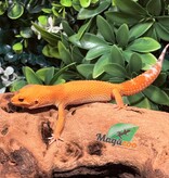 Magazoo Tangerine Hypo Carrot tail Baldy female Leopard gecko 08/06/25