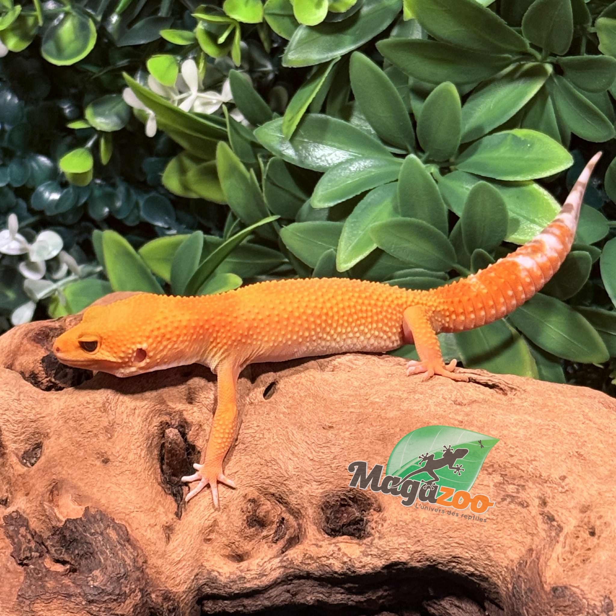 Magazoo Gecko léopard Tangerine Hypo Carrot tail Baldy femelle 6/8/25