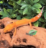 Magazoo Tangerine Hypo Carrot tail Baldy female Leopard gecko 08/06/25
