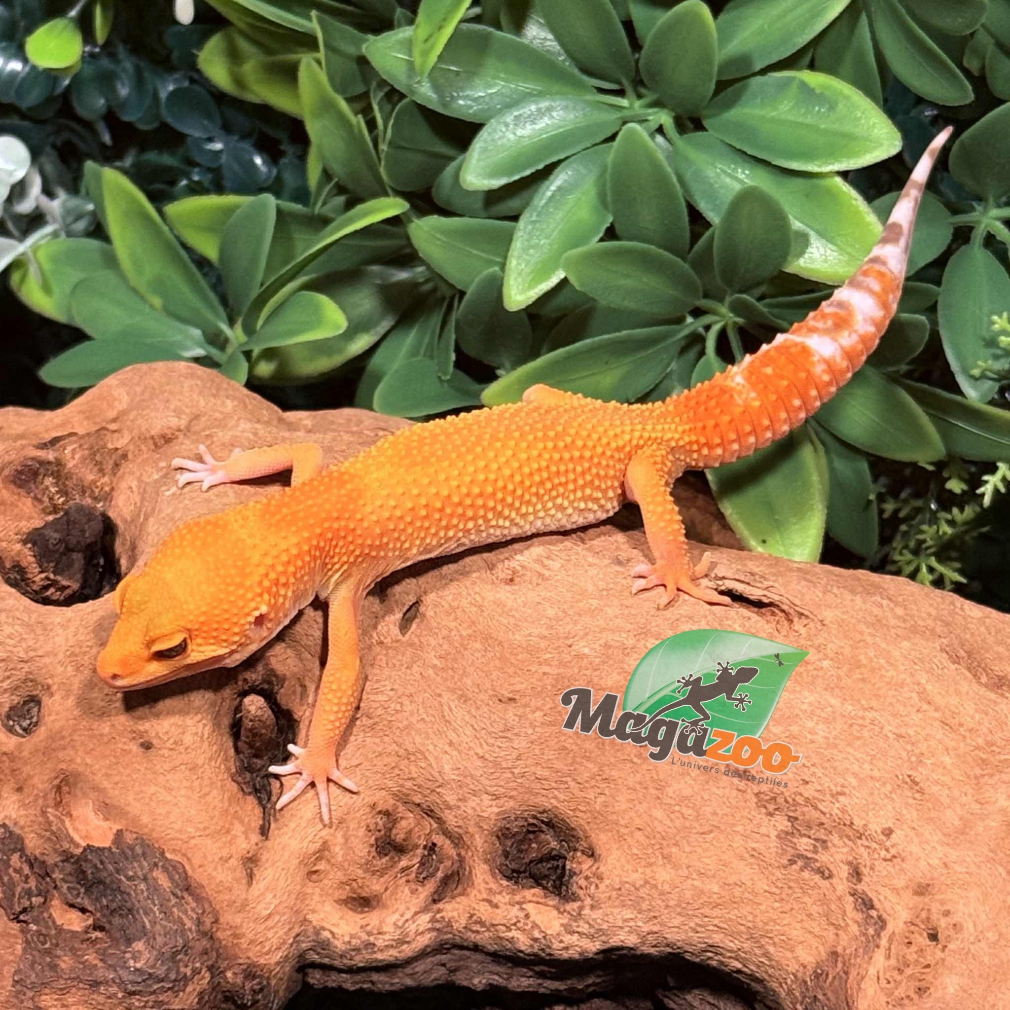 Magazoo Gecko léopard Tangerine Hypo Carrot tail Baldy femelle 6/8/25