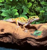 Magazoo Gecko léopard High Yellow femelle 2/7/25