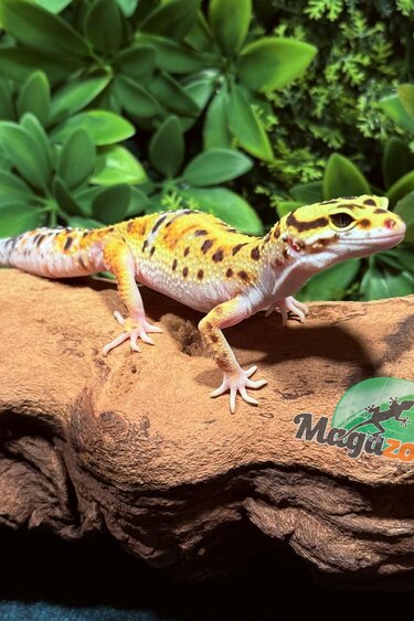 Magazoo High Yellow female Leopard gecko 07/02/25