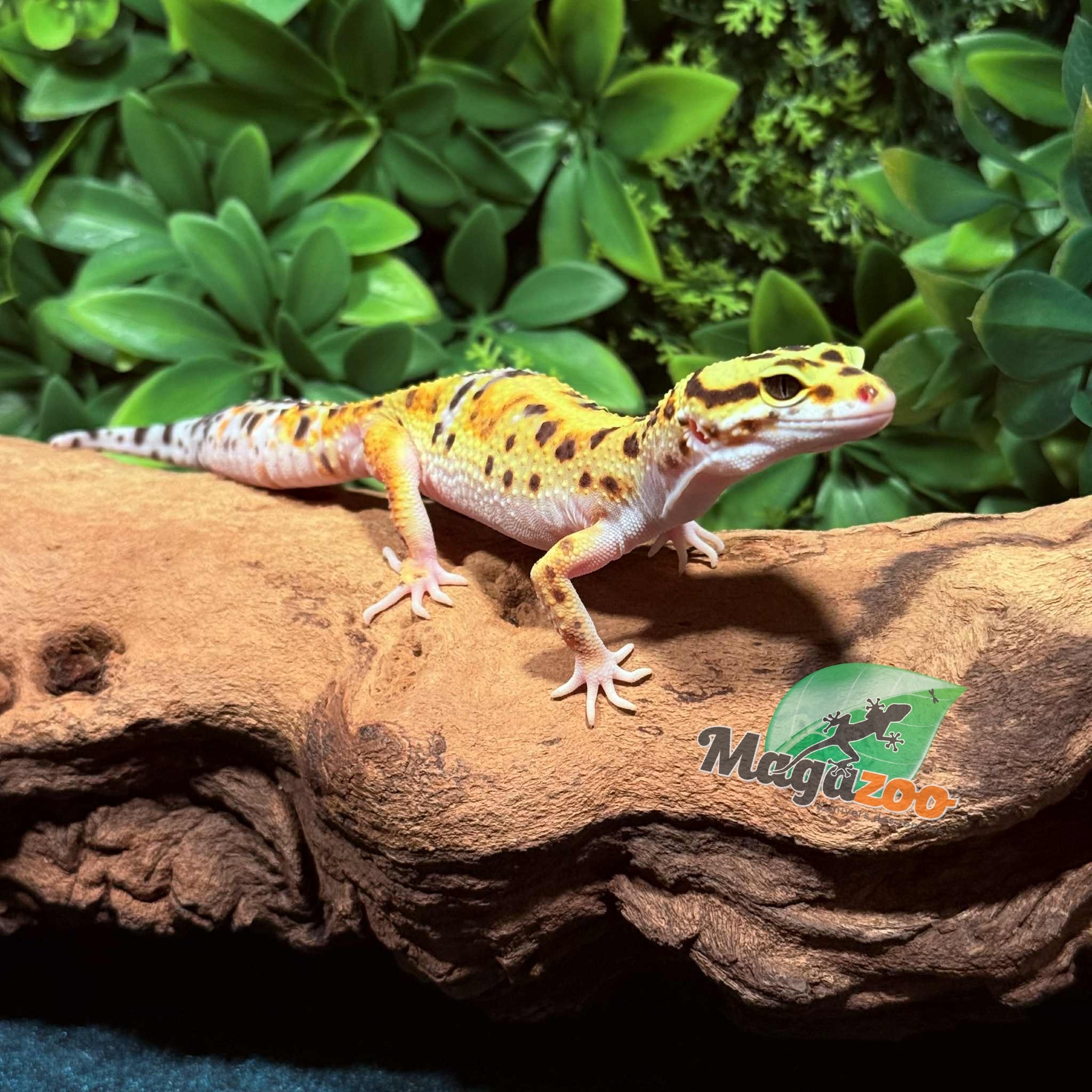 Magazoo High Yellow female Leopard gecko 07/02/25