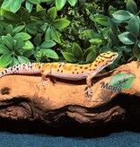 Magazoo Gecko léopard High Yellow femelle 2/7/25