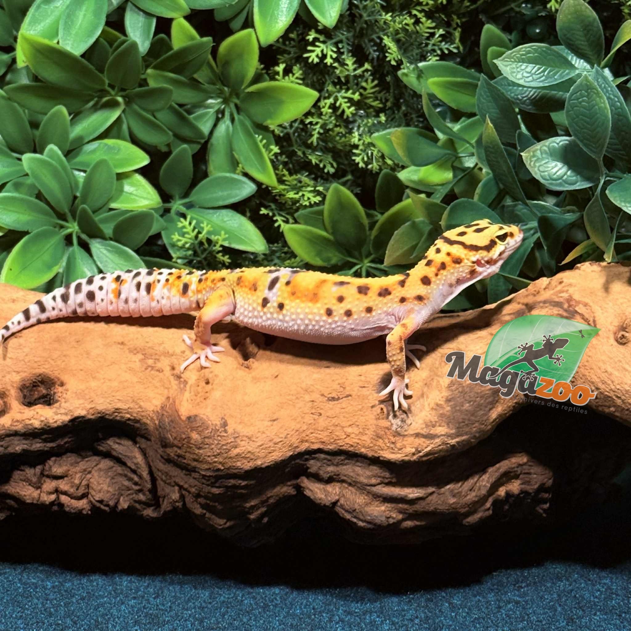 Magazoo High Yellow female Leopard gecko 07/02/25