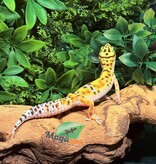 Magazoo High Yellow female Leopard gecko 07/02/25