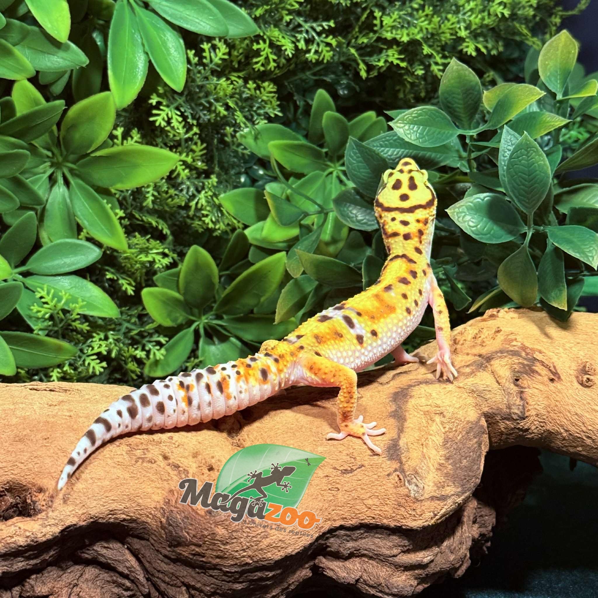 Magazoo High Yellow female Leopard gecko 07/02/25