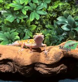 Magazoo Gecko léopard High Yellow femelle 2/7/25