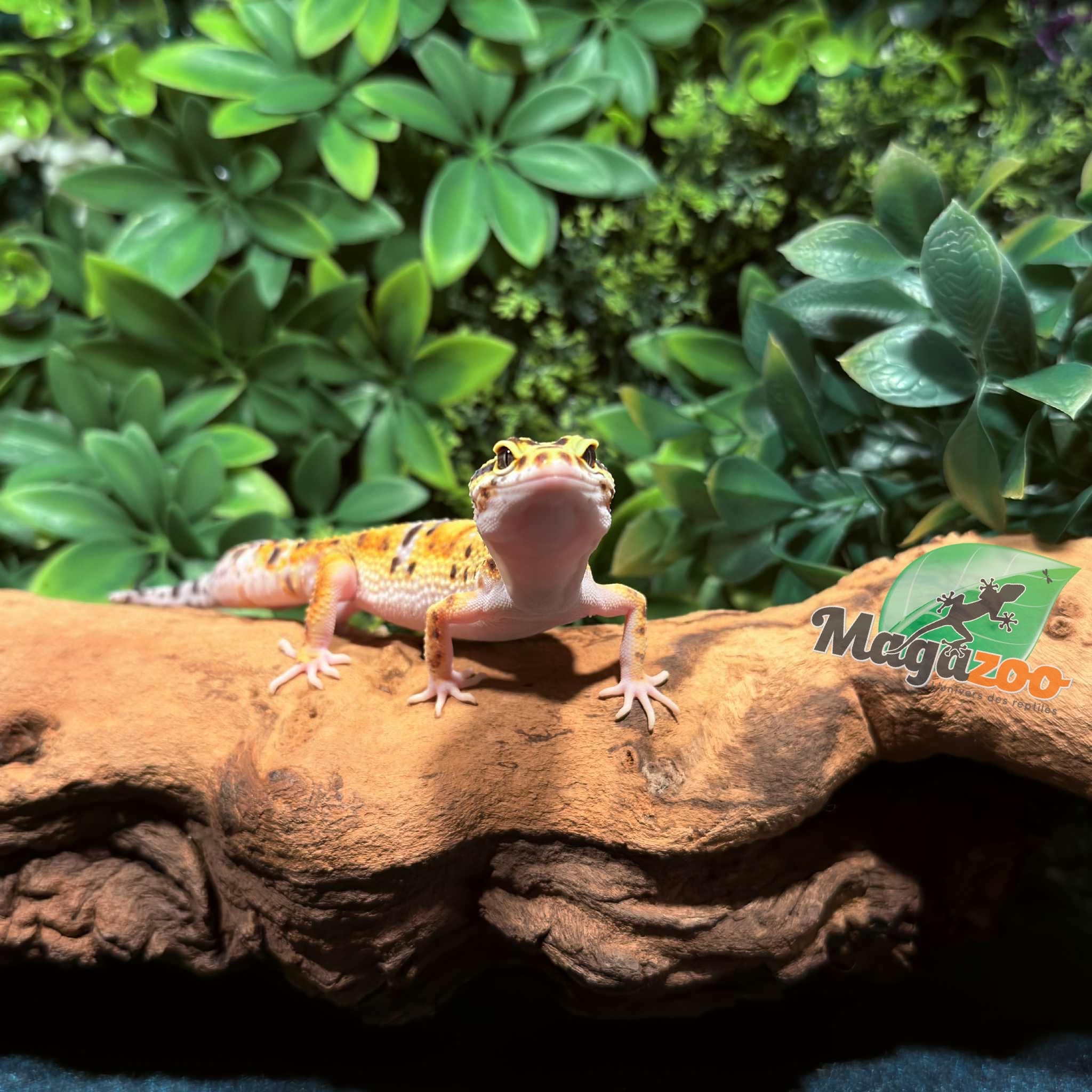 Magazoo High Yellow female Leopard gecko 07/02/25