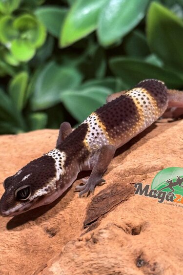Magazoo Macksnow Blacknight female Leopard gecko 12/24/25
