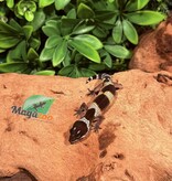 Magazoo Gecko léopard Macksnow Blacknight femelle 24/12//25