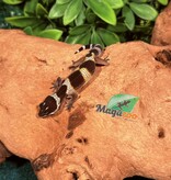 Magazoo Gecko léopard Macksnow Blacknight femelle 24/12//25