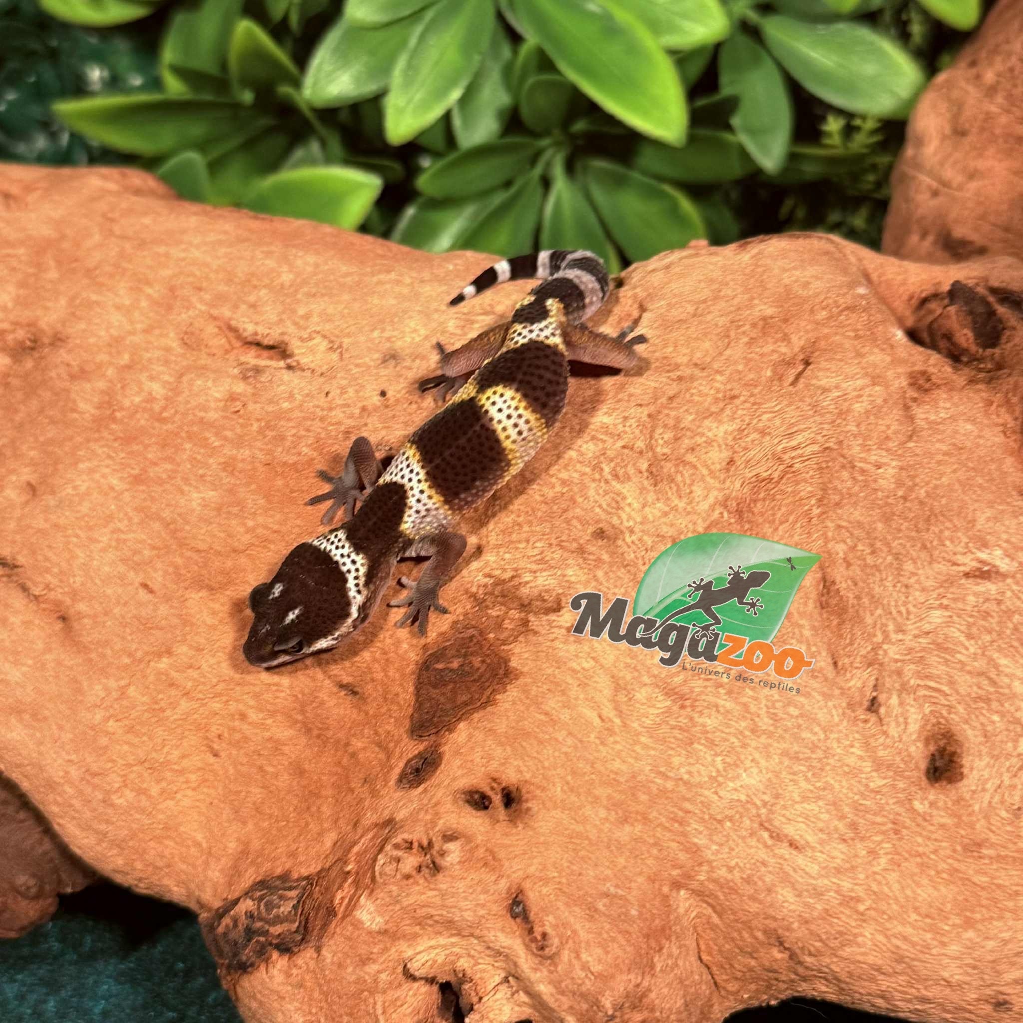 Magazoo Gecko léopard Macksnow Blacknight femelle 24/12//25