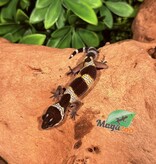 Magazoo Gecko léopard Macksnow Blacknight femelle 24/12//25