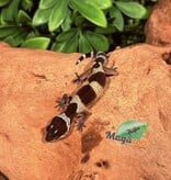 Magazoo Macksnow Blacknight female Leopard gecko 12/24/25