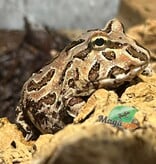 Magazoo Chocolate Argentina horned frog (pac-man)