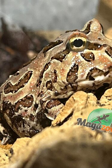 Magazoo Chocolate Argentina horned frog (pac-man)