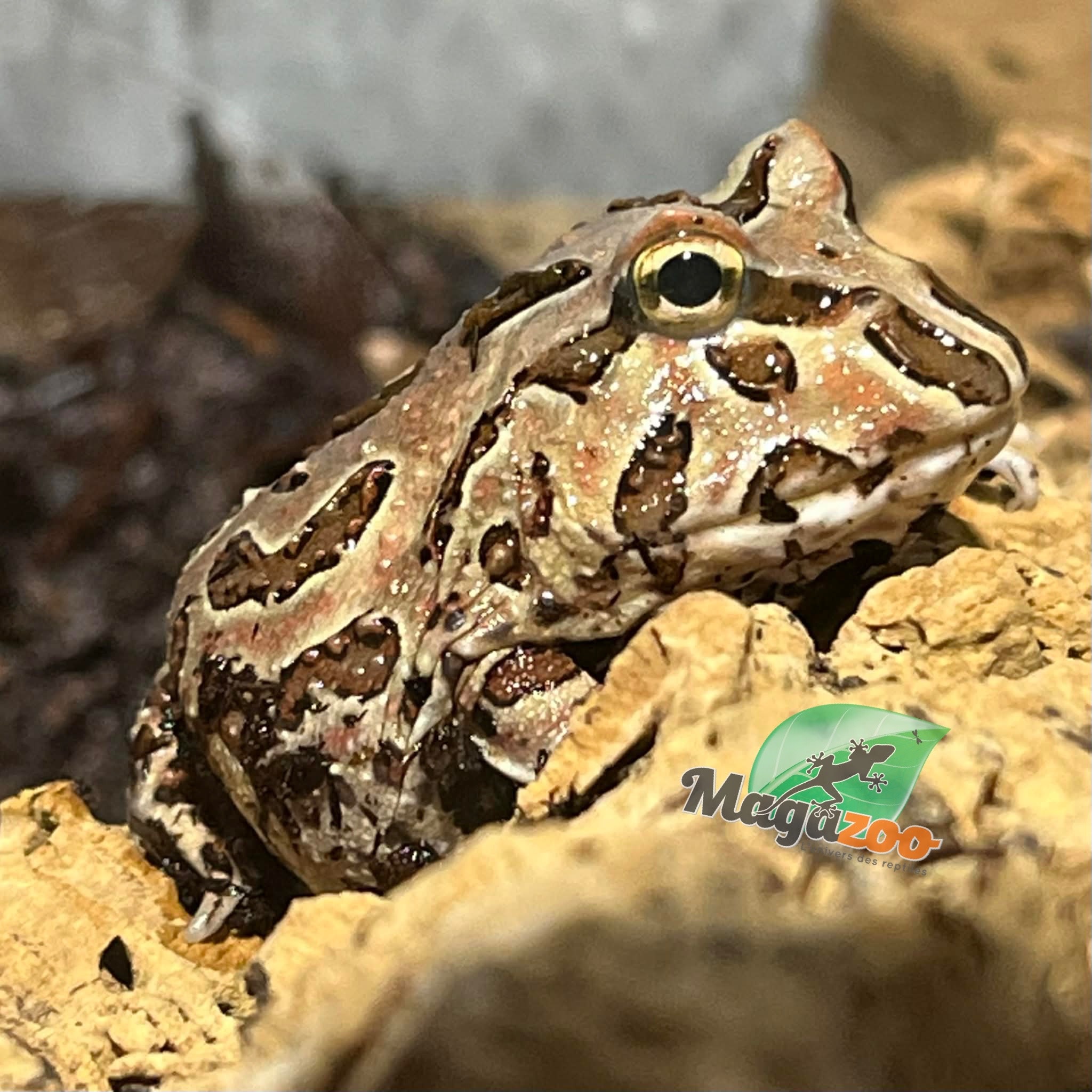 Magazoo Grenouille cornue d'argentine Chocolat (pac man)