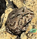 Magazoo Chocolate Argentina horned frog (pac-man)