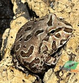 Magazoo Grenouille cornue d'argentine Chocolat (pac man)