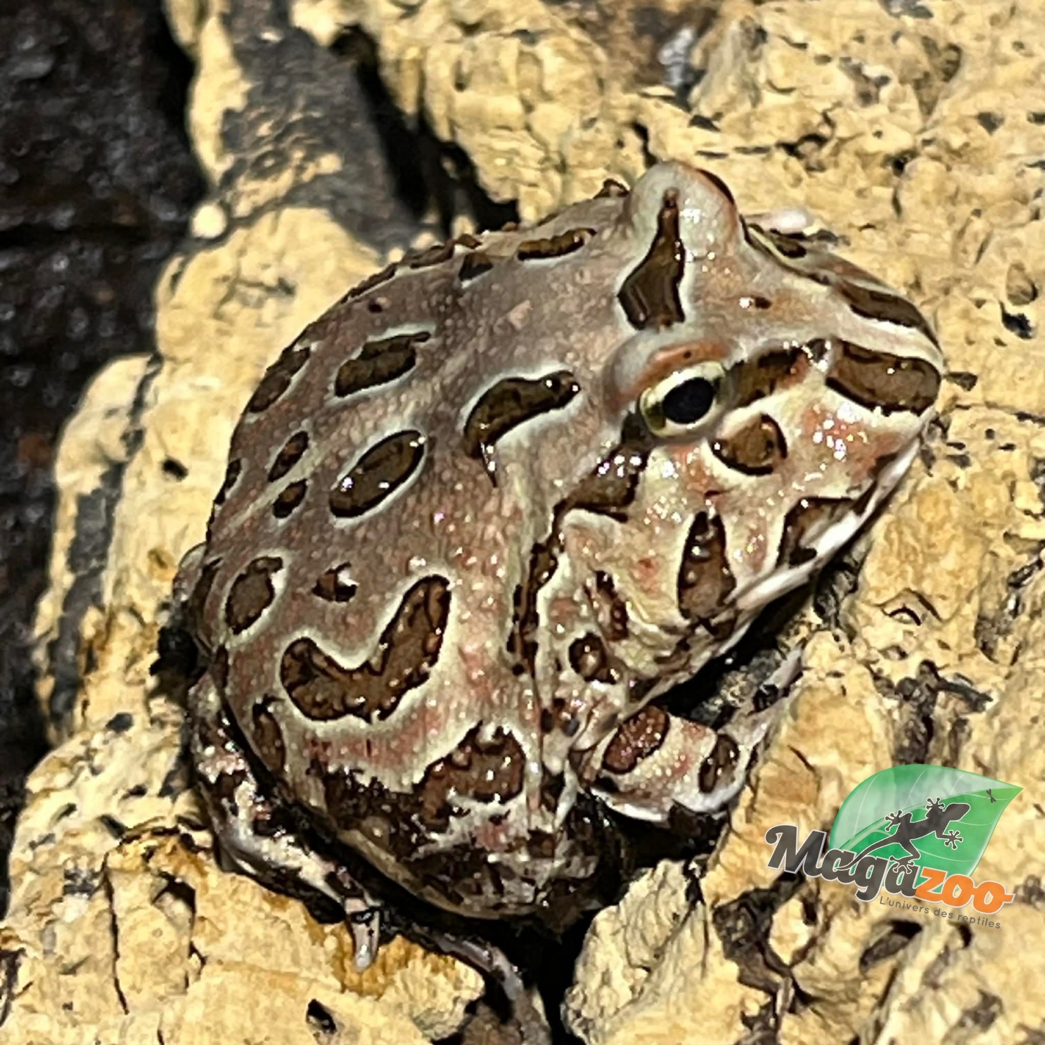 Magazoo Chocolate Argentina horned frog (pac-man)