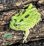 Magazoo Matcha Green horned frog (PacMan)