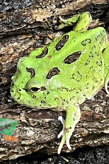 Magazoo Matcha Green horned frog (PacMan)