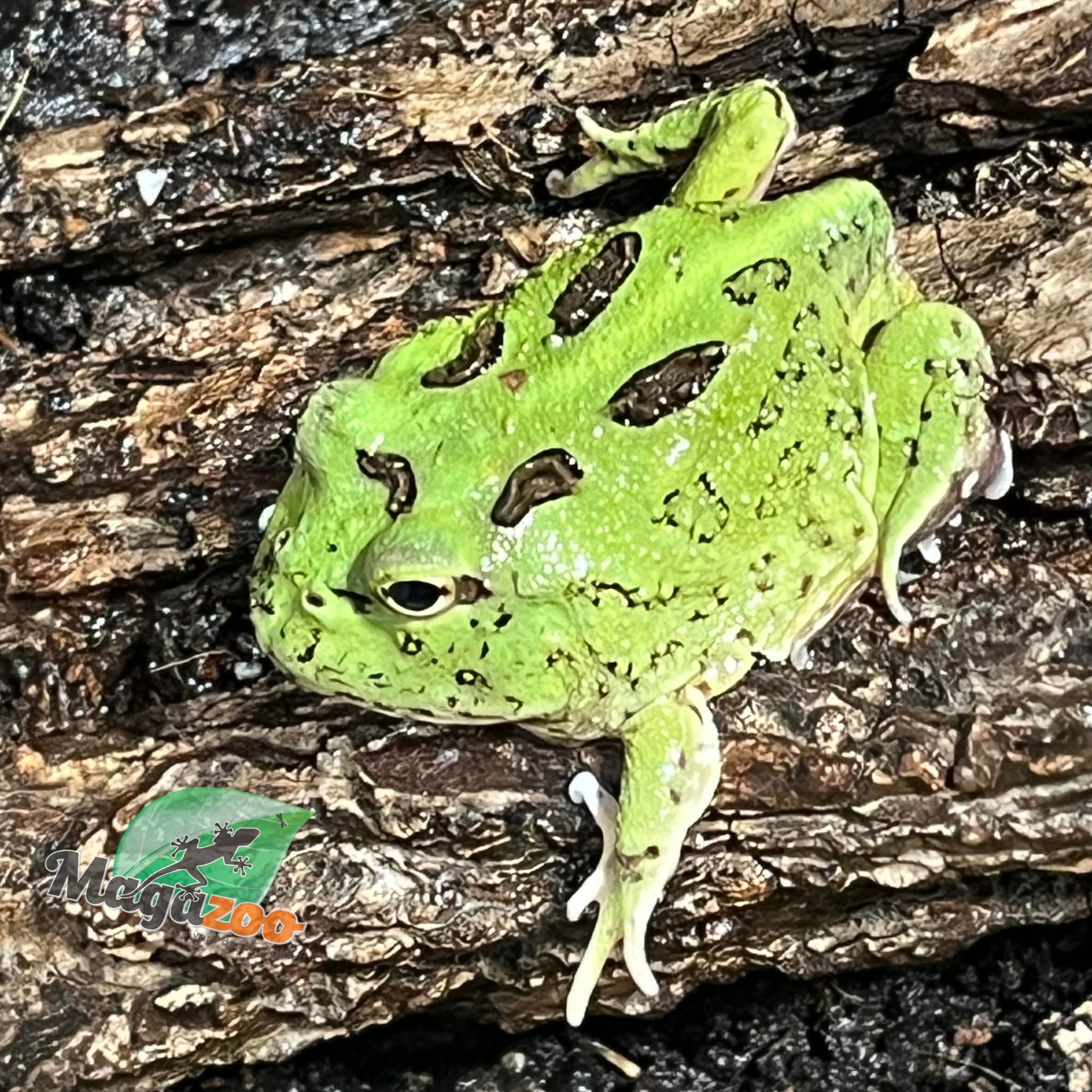 Magazoo Matcha Green horned frog (PacMan)