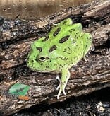 Magazoo Grenouille Cornue d'Argentine Matcha (Pac Man)