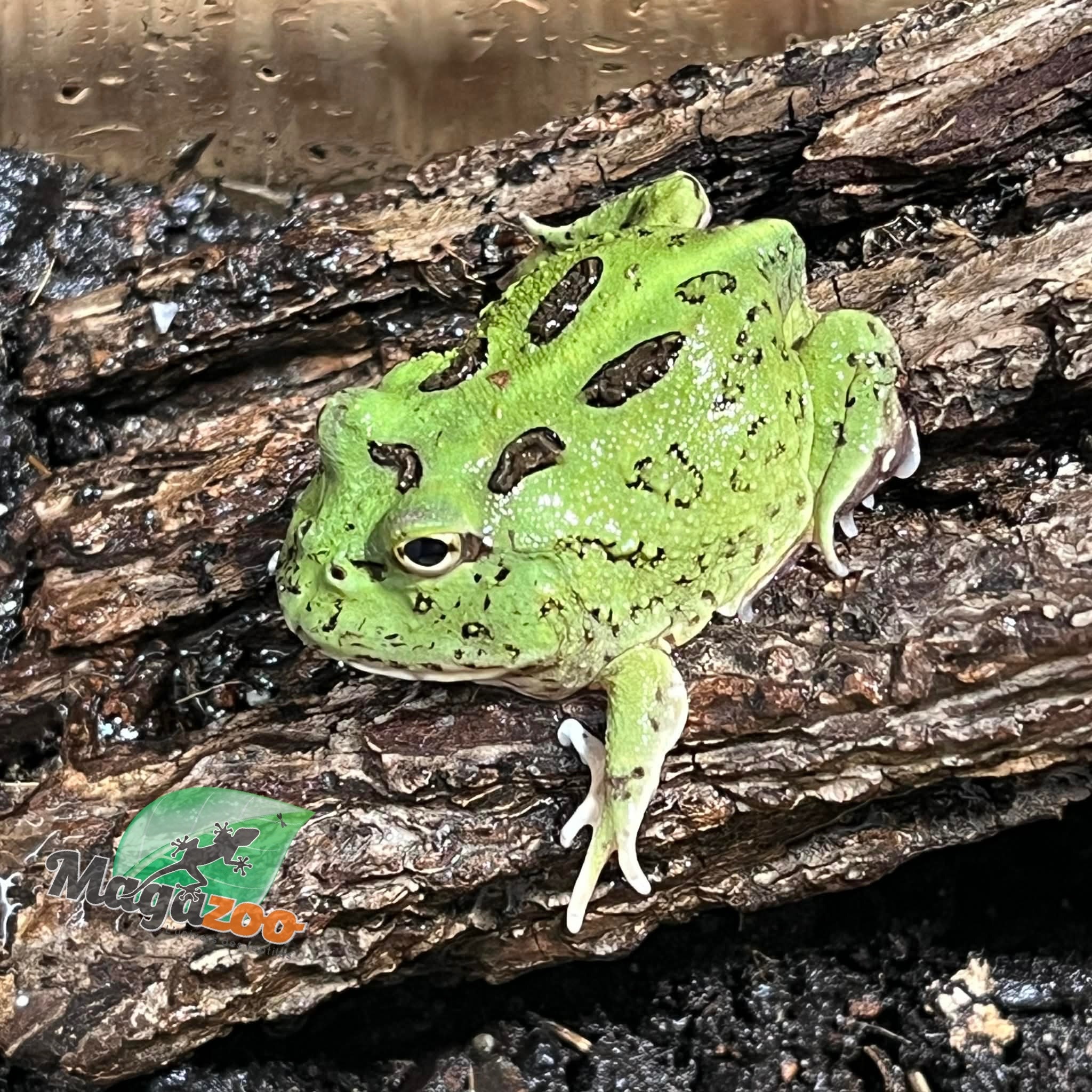 Magazoo Matcha Green horned frog (PacMan)