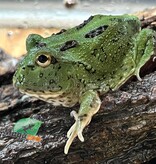 Magazoo Matcha Green horned frog (PacMan)