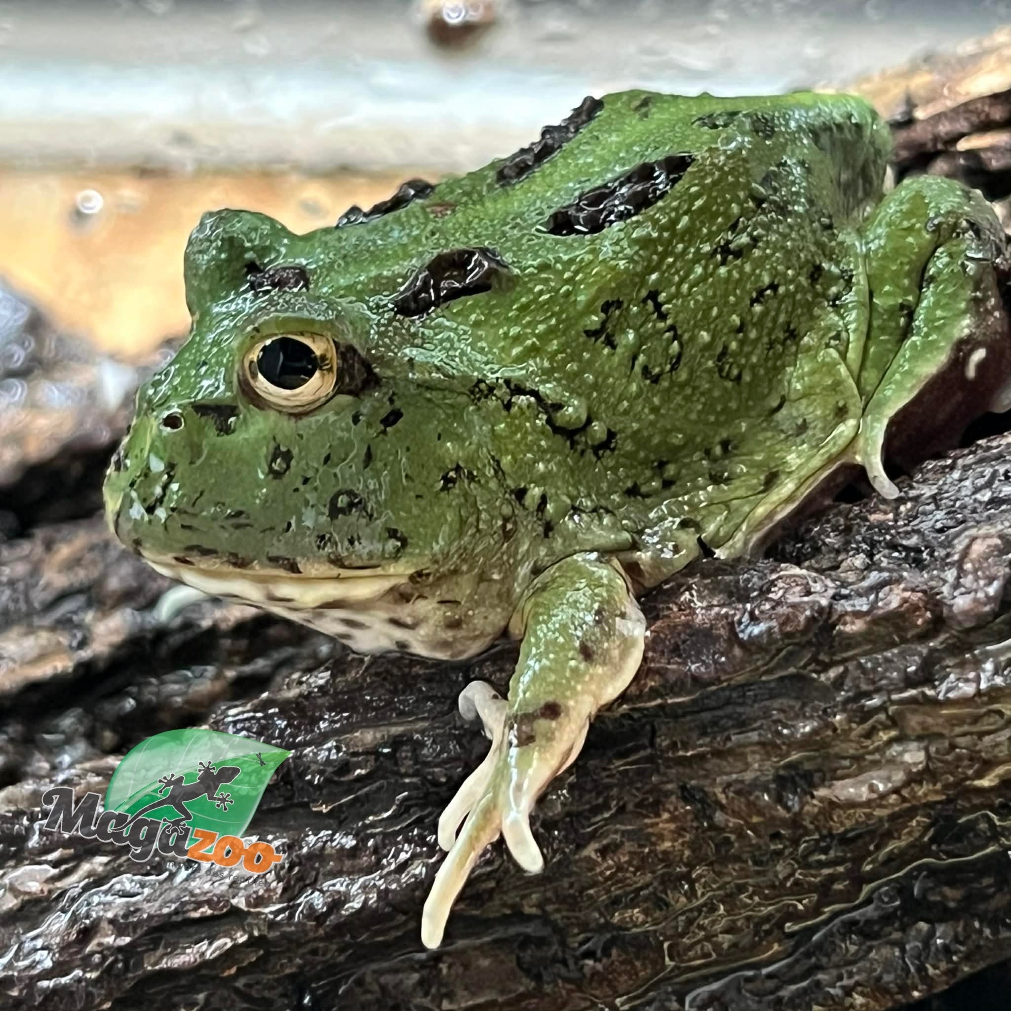 Magazoo Matcha Green horned frog (PacMan)