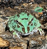 Magazoo Blue Peppermint Horned frog (PacMan)