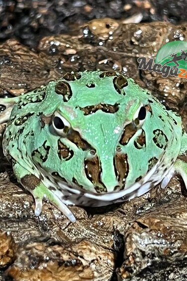 Magazoo Blue Peppermint Horned frog (PacMan)