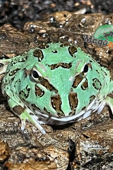 Magazoo Grenouille cornue d'Argentine Blue Peppermint (pac man)