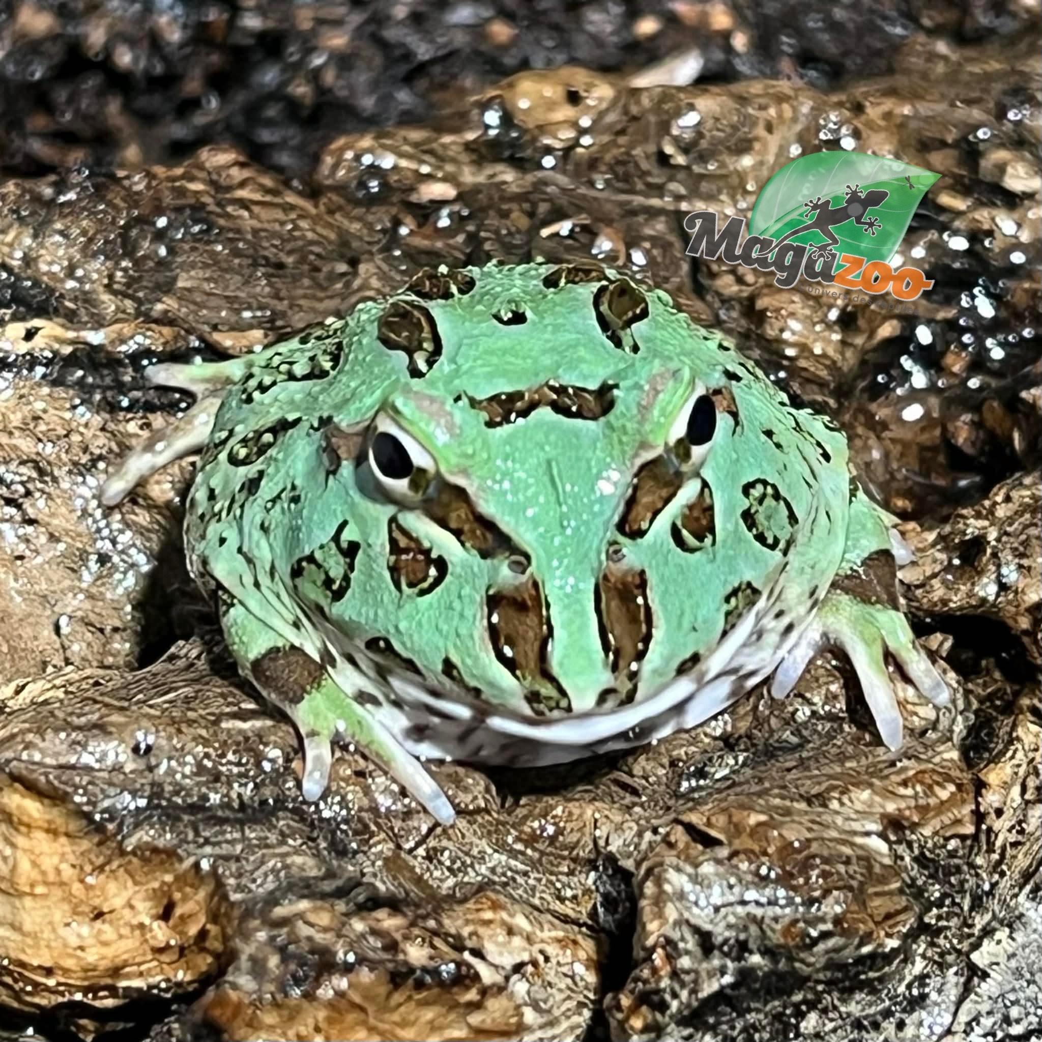 Magazoo Blue Peppermint Horned frog (PacMan)