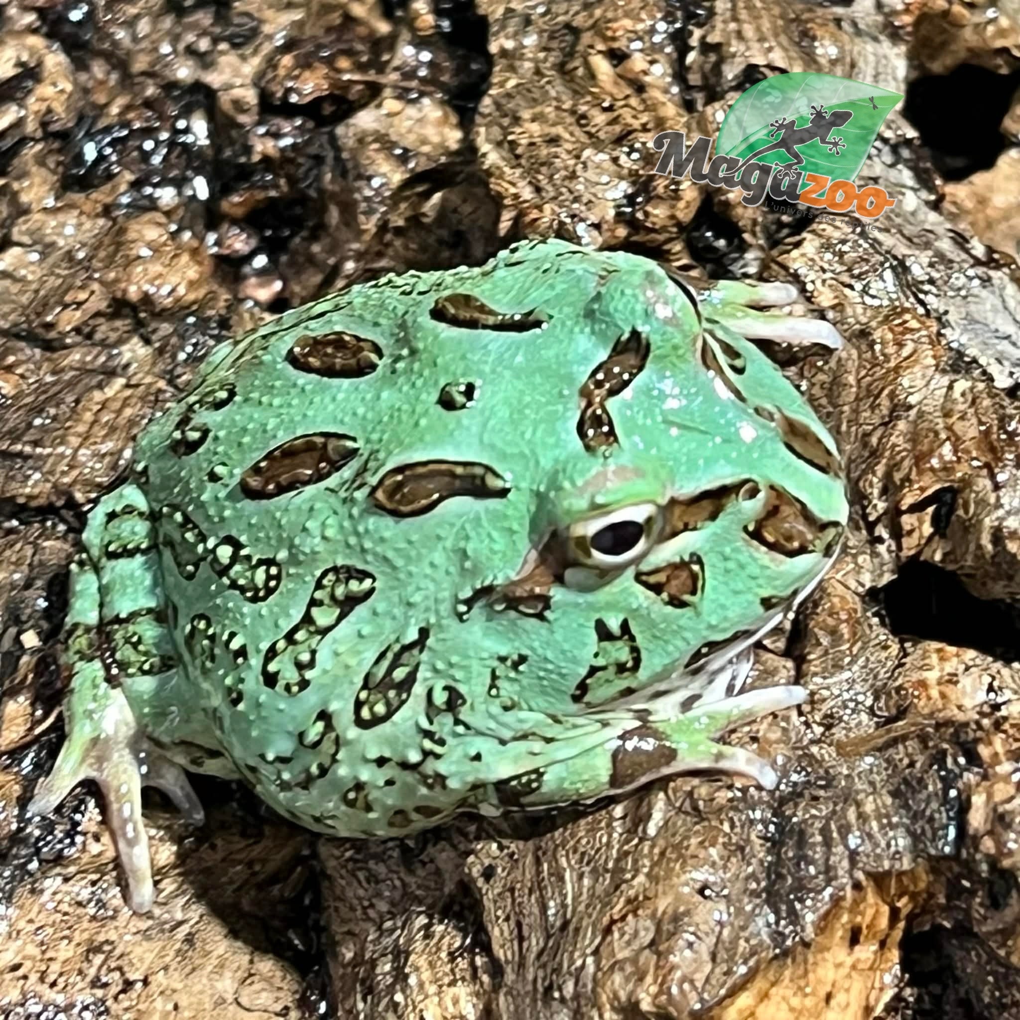 Magazoo Blue Peppermint Horned frog (PacMan)