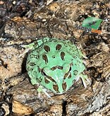 Magazoo Blue Peppermint Horned frog (PacMan)