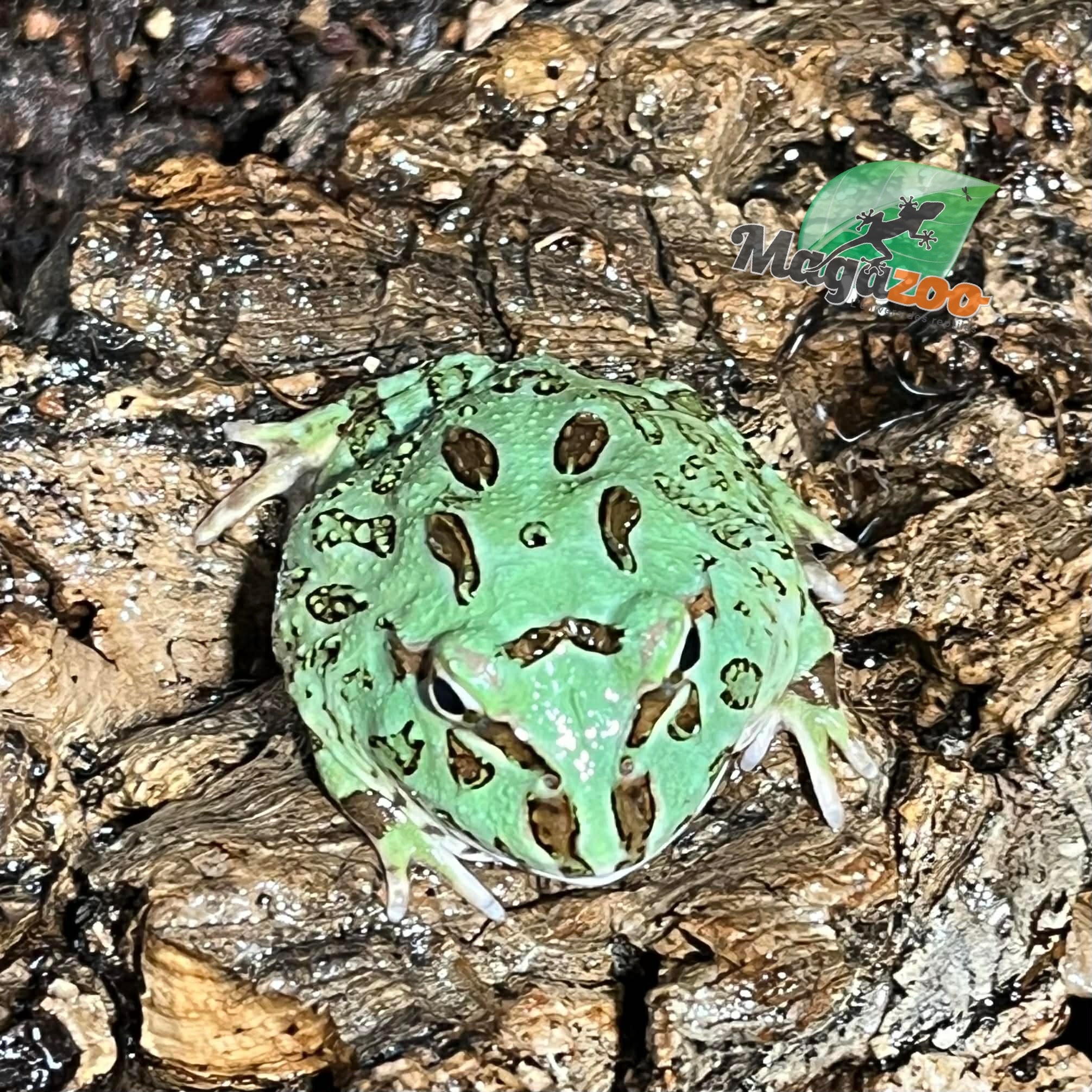 Magazoo Blue Peppermint Horned frog (PacMan)
