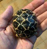 Magazoo Baby India star tortoise #1 hatched on August 25, 2025