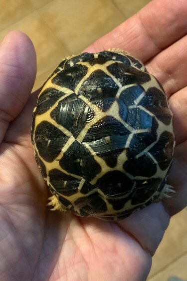 Magazoo Tortue Étoilée bébé  #2 éclos le 25 août  2025