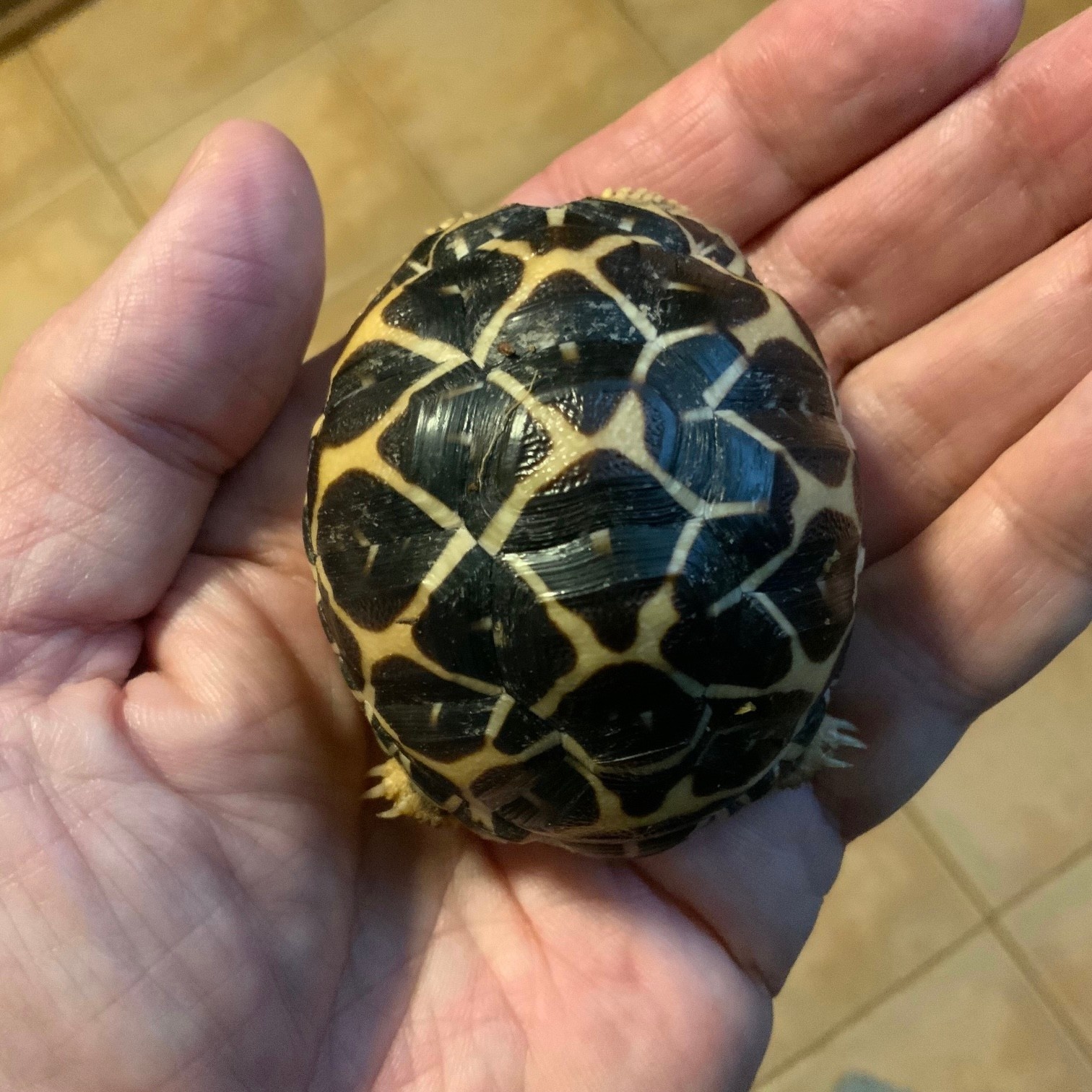 Magazoo Baby India star tortoise #1 hatched on August 25, 2025