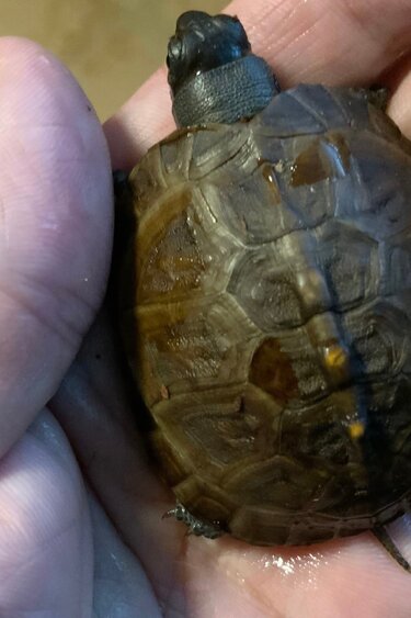 Magazoo Baby Box turtle  #2 hatched on June 16, 2025